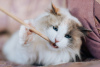 Photo №3. Kasha, la belle chatte aux yeux bleus, cherche un foyer !. Fédération de Russie