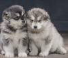 Photo №1. malamute de l'alaska - à vendre en ville de Stockholm | négocié | Annonce №113245