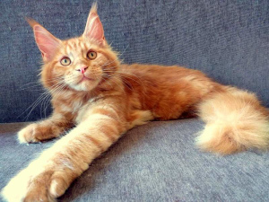 Photo №1. maine coon - à vendre en ville de Москва | 293€ | Annonce № 3040