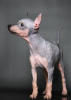 Photos supplémentaires: Chiots American Hairless Terrier