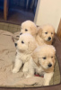 Photo №4. Je vais vendre golden retriever en ville de Úbeda. annonce privée, éleveur - prix - 450€