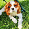 Photo №1. cavalier king charles spaniel - à vendre en ville de Budapest | 430€ | Annonce №100283