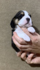 Photo №2 de l'annonce № 13125 de la vente beagle - acheter à Fédération de Russie de la fourrière