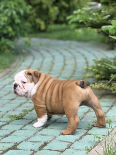 Photo №1. bulldog anglais - à vendre en ville de Vitebsk | négocié | Annonce №6948