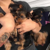 Photo №1. yorkshire terrier - à vendre en ville de Jever | 380€ | Annonce №110992