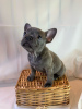 Photo №3. Adorables chiots bouledogue français en adoption gratuite. Allemagne