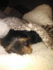 Photos supplémentaires: chiots yorkshire terrier