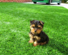 Photo №3. Superbe Yorkshire Terrier miniature. Pays Bas