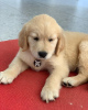 Photo №1. golden retriever - à vendre en ville de Ed | 284€ | Annonce №76216