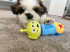 Photo №2 de l'annonce № 77699 de la vente shih tzu - acheter à La finlande annonce privée