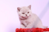 Photo №2 de l'annonce № 116937 de la vente british shorthair - acheter à Australie 