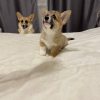 Photo №3. Welsh Corgi 3 mois (parents titrés). Pologne