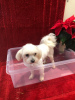 Photos supplémentaires: Chiots Maltipoo blancs