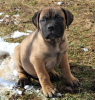 Photo №4. Je vais vendre bullmastiff en ville de Wisconsin Dells. annonce privée, éleveur - prix - négocié