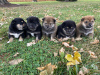 Photo №1. shiba - à vendre en ville de Helsinki | négocié | Annonce №83091