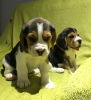 Photo №1. beagle - à vendre en ville de Berlin | Gratuit | Annonce №95082