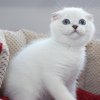 Photo №1. scottish fold - à vendre en ville de Vienna | 250€ | Annonce № 117015