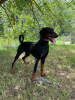 Photo №2 de l'annonce № 103489 de la vente dobermann - acheter à Serbie éleveur