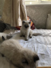 Photo №1. ragdoll - à vendre en ville de Sydney | 331€ | Annonce № 100538