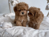 Photo №3. chiots maltipoo. Allemagne