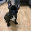 Photo №1. bouledogue - à vendre en ville de Гамбург | 331€ | Annonce №117650