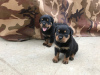 Photos supplémentaires: Chiots rottweilers