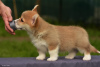 Photo №1. welsh corgi - à vendre en ville de Моршанск | Gratuit | Annonce №10603