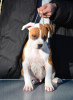 Photo №3. Chiots American Staffordshire Terrier. Serbie