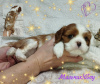 Photos supplémentaires: CHIOTS Épagneul Cavalier King Charles