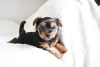 Photo №3. De jolis chiots Yorkshire Terrier pour des foyers aimants. Allemagne