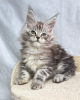 Photo №1. maine coon - à vendre en ville de Berlin | négocié | Annonce № 115136