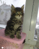 Photo №1. maine coon - à vendre en ville de Vladimir | négocié | Annonce № 8454