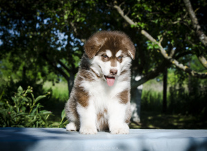 Photos supplémentaires: Chiots colorés de Malamute d'Alaska