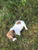 Photo №3. Chiots Jack Russell Terrier à vendre. Biélorussie