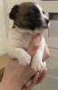 Photos supplémentaires: Les merveilleux chiots Jack Russell Terrier recherchent une maison et des