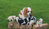 Photo №3. Adorables King Charles Cavaliers. Ukraine