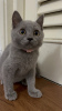 Photo №3. British shorthair kitten. Italie