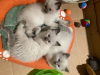 Photo №1. ragdoll - à vendre en ville de Cospicua | Gratuit | Annonce № 78497