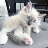 Photo №1. ragdoll - à vendre en ville de Штутгарт | négocié | Annonce № 117830