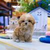 Photo №3. Chiots Maltipoo à la recherche d'une nouvelle maison Business WhatsApp. La finlande