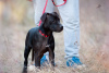 Photo №3. Acheter un chiot American Pit Bull Terrier en Ukraine. Ukraine