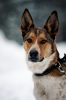 Photo №2 de l'annonce № 45435 de la vente chien bâtard - acheter à Fédération de Russie annonce privée