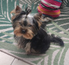 Photo №1. yorkshire terrier - à vendre en ville de Haiterbach | 1400€ | Annonce №75949