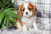 Photo №1. cavalier king charles spaniel - à vendre en ville de Brno | Gratuit | Annonce №124147