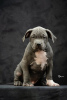 Photo №4. Je vais vendre american bully en ville de Ниш.  - prix - négocié