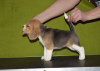 Photo №1. beagle - à vendre en ville de Krasnodar | 616€ | Annonce №87489
