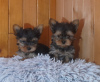 Photo №1. yorkshire terrier - à vendre en ville de Eksjo | 450€ | Annonce №123898