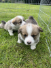 Photo №1. welsh corgi - à vendre en ville de Франкфурт-на-Майне | 300€ | Annonce №103539