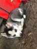 Photo №4. Je vais vendre husky de sibérie en ville de Munich. éleveur - prix - 400€