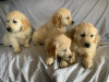 Photo №1. golden retriever - à vendre en ville de Киль | négocié | Annonce №109160